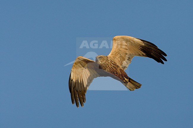 Mannetje Bruine Kiekendief in vlucht; Male Western Marsh Harrier in flight stock-image by Agami/Daniele Occhiato,