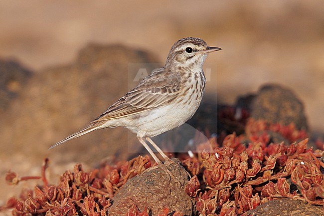 Berthelot's Pipit (Anthus berthelotii) taken the 28/03/2023 at Tenerife stock-image by Agami/Nicolas Bastide,