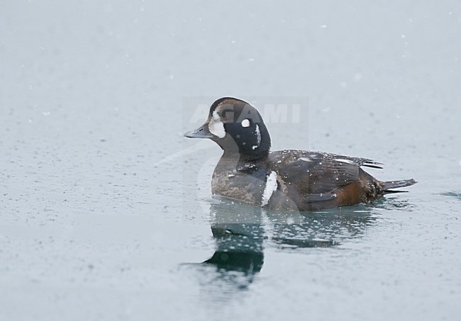 Harlekijneend, Harlequin Duck 2cy male (Histrionicus histrionicus) Hokkaido Japan February 2014 stock-image by Agami/Markus Varesvuo,