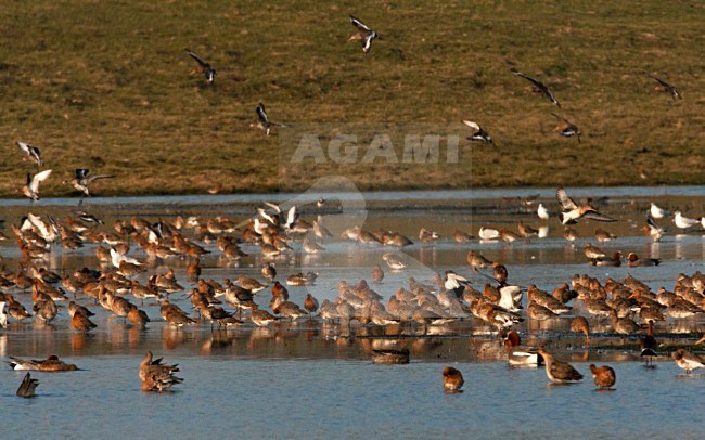 Groep Grutto's rustend op het Landje van Geijsel; Flock of Black-tailed Godwit resting in Dutch meadow stock-image by Agami/Marc Guyt,