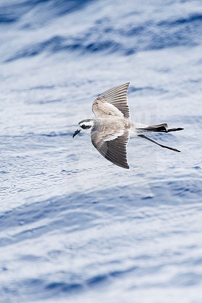 White-faced Storm-Petrel (Pelagodroma marina) foraging off Madeira islands stock-image by Agami/Marc Guyt,