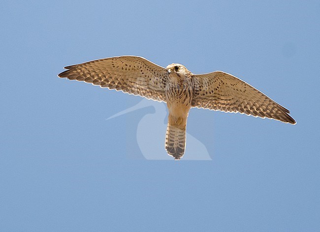 Alexander's Kestrel is a subspecies of Common Kestrel (Falco tinnunculus alexandri). Although it is sometimes considered a full species (Falco alexandri). It inhabits the southern and eastern islands of Cape Verde. stock-image by Agami/Eduard Sangster,