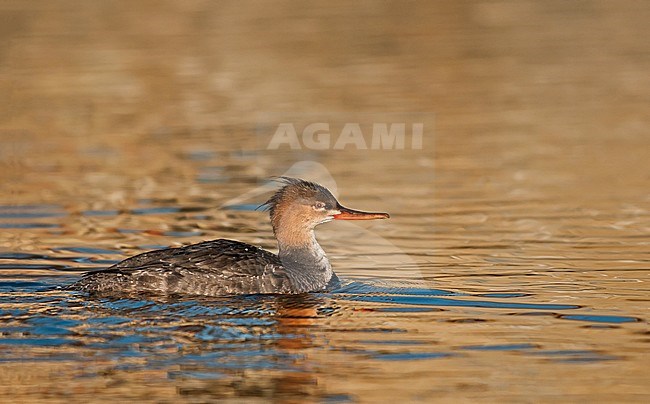 Red-breasted Merganser female swimming, Middelste Zaagbek vrouwtje zwemmend stock-image by Agami/Alain Ghignone,