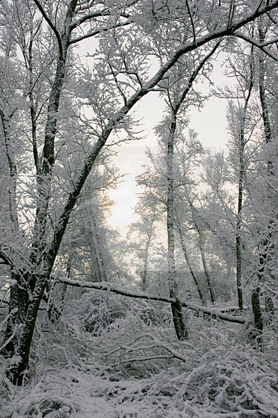 Dordtse Biesbosch in de winter; Dordtse Biesbosch in winter stock-image by Agami/Hans Gebuis,