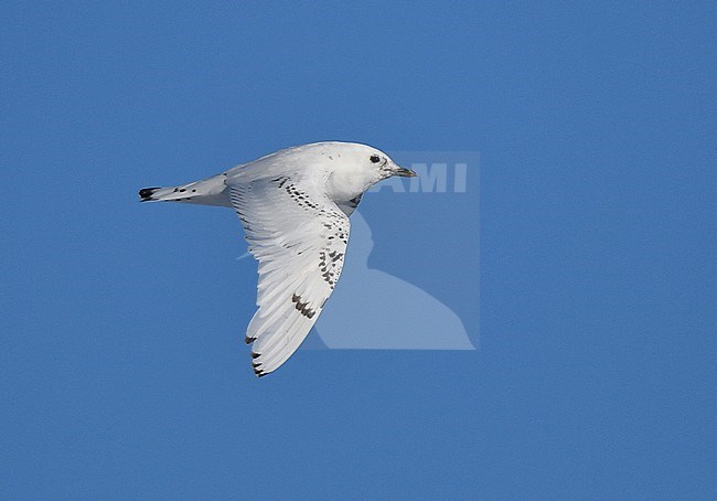 Second calendar year Ivory Gull (Pagophila eburnea ) flying over the packice north of Spitsbergen. stock-image by Agami/Laurens Steijn,