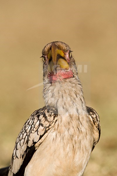 Zuidelijke Geelsnaveltok, Southern Yellow-Billed Hornbill, Tockus leucomelas, Geelsnaveltok stock-image by Agami/Marc Guyt,