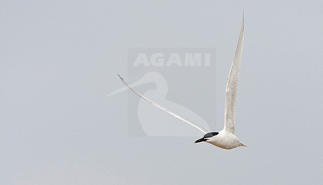Vliegende Grote Stern; Flying Sandwich Tern (Sterna sandvicensis) stock-image by Agami/Marc Guyt,