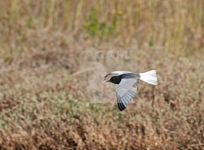 Adulte Witvleugelstern in vlucht; White-winged Tern adult in flight stock-image by Agami/Roy de Haas,