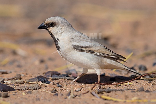 Desert Sparrow (Passer simplex saharae), side view of an adult male standing on the ground stock-image by Agami/Saverio Gatto,