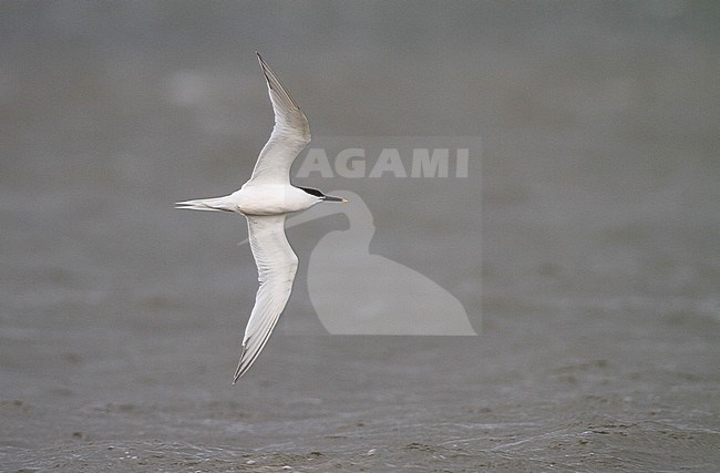 Grote stern volwassen vliegend; Sandwich Tern adult flying stock-image by Agami/Menno van Duijn,