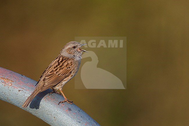 Dunnock - Heckenbraunelle - Prunella modularis ssp. modularis, Germany, adult stock-image by Agami/Ralph Martin,