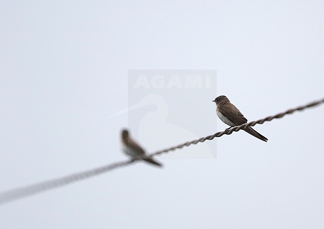 Grey-throated martin, Riparia chinensis, at Dibru Saikhowa, India. stock-image by Agami/James Eaton,