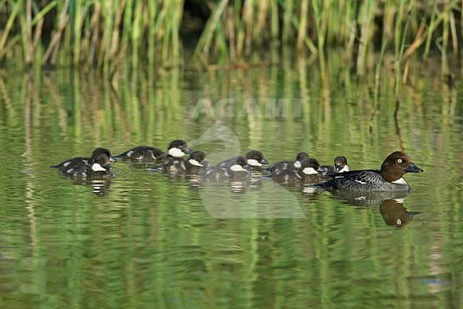 Vrouwtje Brilduiker met jongen; Female Common Goldeneye with young stock-image by Agami/Markus Varesvuo,