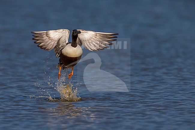 Slobeend; Northern Shoveler; Anas clypeata stock-image by Agami/Daniele Occhiato,