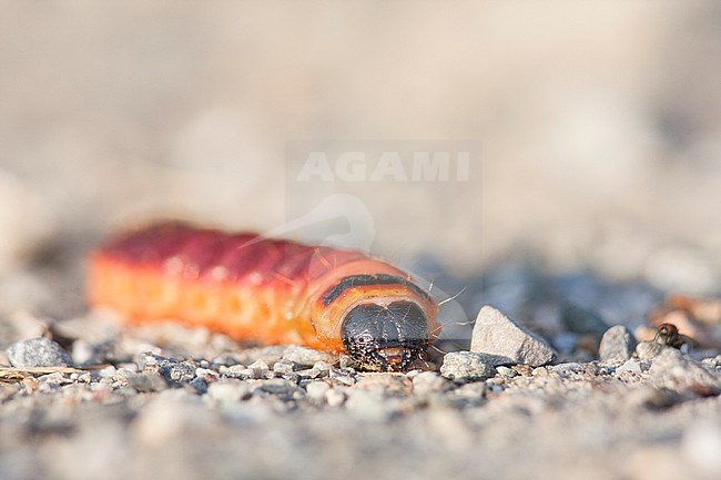 Cossus cossus - Goat Moth - Weidenbohrer, Germany (Baden-Württemberg), larva stock-image by Agami/Ralph Martin,