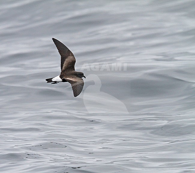 Wedge-rumped Storm Petrel (Oceanodroma tethys) in flight over the ocean off Lima in Peru. stock-image by Agami/Pete Morris,