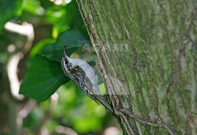 Eurasian Treecreeper (Certhia familiaris britannica) against a tree in Suffolk, Great Britain. stock-image by Agami/Bill Baston,