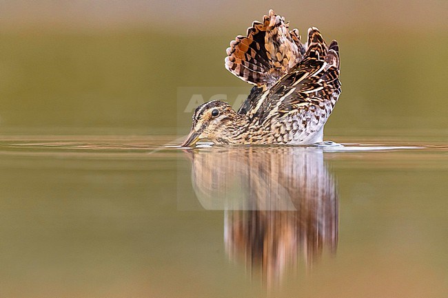 Common Snipe (Gallinago gallinago) in Italy. stock-image by Agami/Daniele Occhiato,