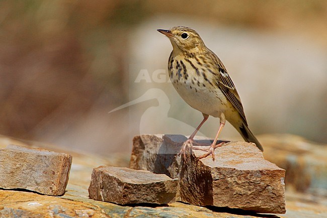 Zittende Boompieper; Tree Pipit perched stock-image by Agami/Daniele Occhiato,