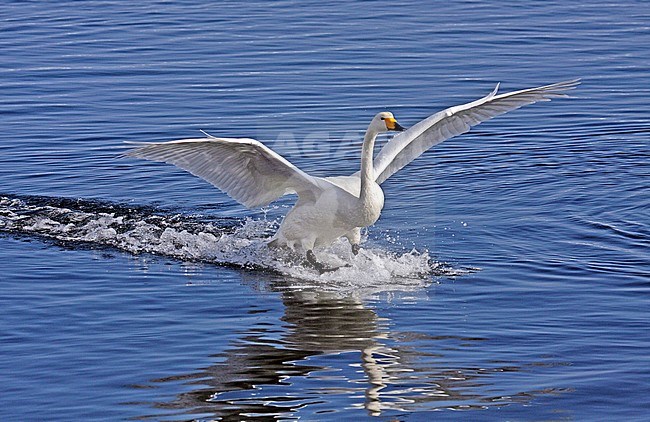 Wintering Whooper Swan (Cygnus cygnus) on Hokkaido, Japan stock-image by Agami/Pete Morris,