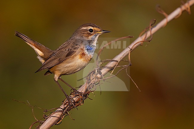 White-spotted Bluethroat (Luscinia svecica) in Italy. stock-image by Agami/Daniele Occhiato,