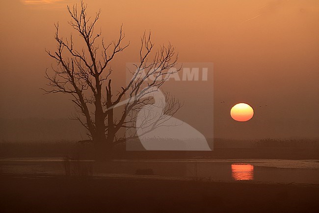 Zonsopgang in het polderland bij Werkendam. stock-image by Agami/Jacques van der Neut,