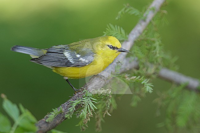 Volwassen mannetje Blauwvleugelzanger, Adult male Blue-winged Warbler stock-image by Agami/Brian E Small,