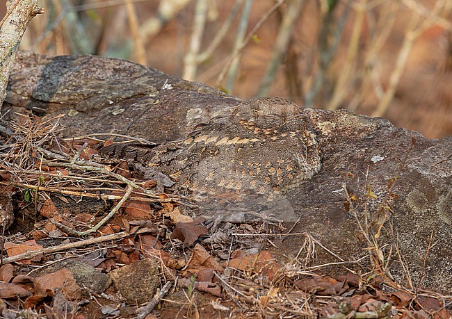 Savanna Nightjar (Caprimulgus affinis monticolus) roosting during the day on the ground stock-image by Agami/Andy & Gill Swash ,