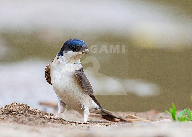 Volwassen Huiszwaluw verzamelt modder; Common House Martin adult collecting mud stock-image by Agami/Menno van Duijn,
