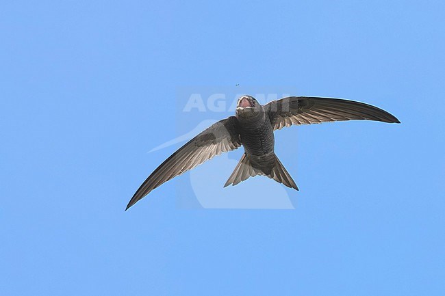 Plain Swift, Apus unicolor, on Madeira island, Portugal. stock-image by Agami/Daniele Occhiato,