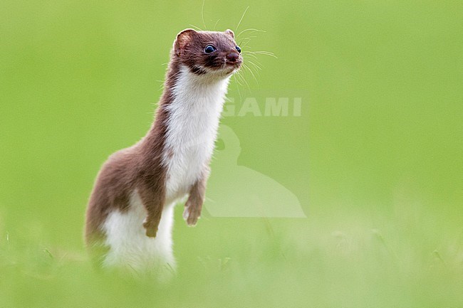 Wezel, Least Weasel, Mustela nivalis stock-image by Agami/Bence Mate,