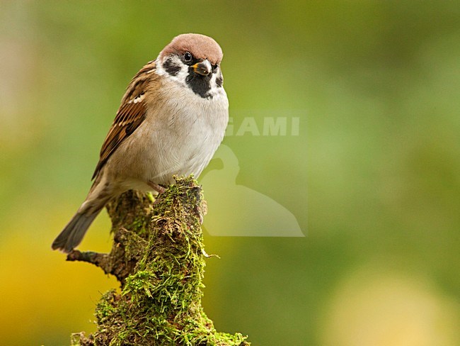 Ringmus op stronk met mos, Tree Sparrow at tree trunk with moss stock-image by Agami/Wil Leurs,