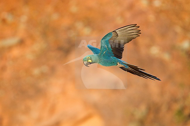 Lear's Macaw (Anodorhynchus leari) near roosting areo on a cliff face in Bahia, Brazil. It is known from two colonies at Toca Velha and Serra Branca, south of the Raso da Catarina plateau in northeast Bahia stock-image by Agami/Harvey van Diek,