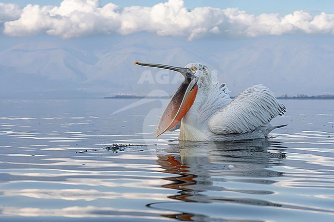 Dalmatian Pelican (Pelecanus crispus) in breeding plumage sitting on the water of lake Kerkini in Greece. stock-image by Agami/Marcel Burkhardt,