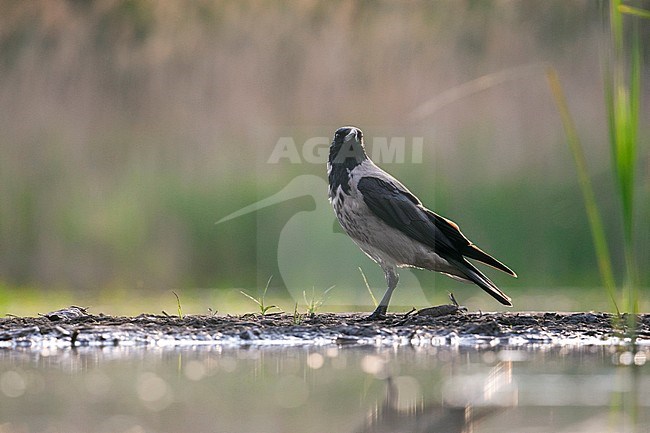 Bonte Kraai staand op waterkant; Hooded Crow standing at waterside stock-image by Agami/Marc Guyt,