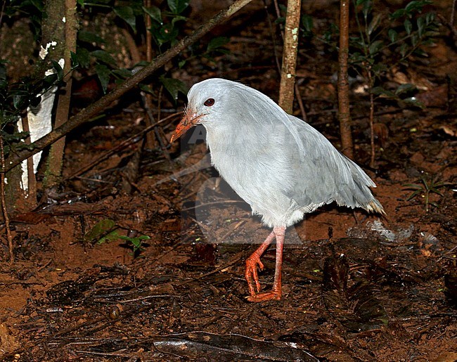 Kagu (Rhynochetos jubatus) is a crested, long-legged, and bluish-grey bird endemic to the dense mountain forests of New Caledonia. stock-image by Agami/Pete Morris,