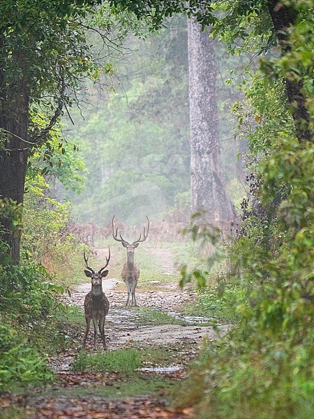 Spotted Deer, Axis axis. two males in the forest in front of a big herd. stock-image by Agami/Hans Germeraad,