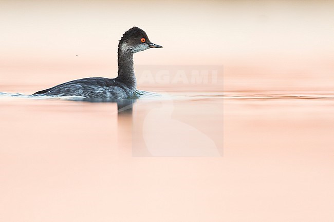 Black-necked Grebe (Podiceps nigricollis ssp. nigricollis), Germany, winter plumage in water stock-image by Agami/Ralph Martin,