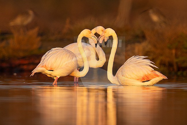 Greater Flamingo (Phoenicopterus roseus), group of adults standing in the water, Lazio, Italy stock-image by Agami/Saverio Gatto,