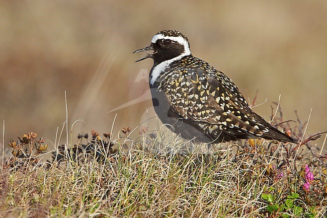 on the tundra near Churchill Manitoba, Canada. stock-image by Agami/Glenn Bartley,