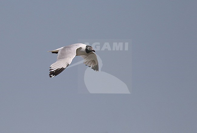 Second year Relict gull, Ichthyaetus relictus, in flight in Mongolia. stock-image by Agami/Magnus Hellström,