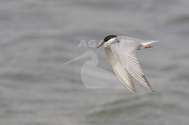 Volwassen Witwangstern in vlucht, Adult Whiskered Tern in flight stock-image by Agami/Markus Varesvuo,