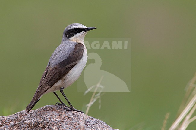 Mannetje Tapuit; Male Northern Wheatear stock-image by Agami/Daniele Occhiato,