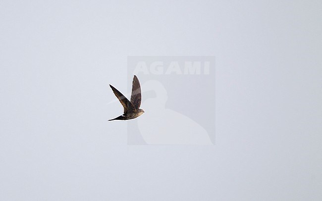 Cook's Swift (Apus cooki) in flight at Doi Angkang, Thailand stock-image by Agami/Helge Sorensen,