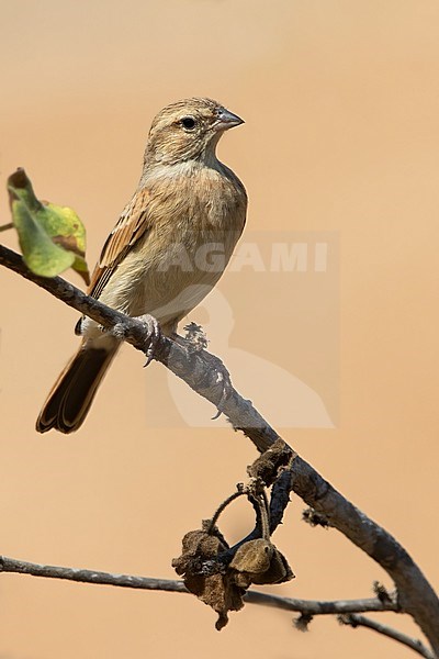 Lark-like Bunting (Emberiza impetuani) perched in a tree in Angola. stock-image by Agami/Dubi Shapiro,