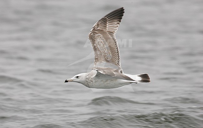 Caspian Gull juvenile in flight Poland, Pontische Meeuw juveniel in vlucht stock-image by Agami/Menno van Duijn,