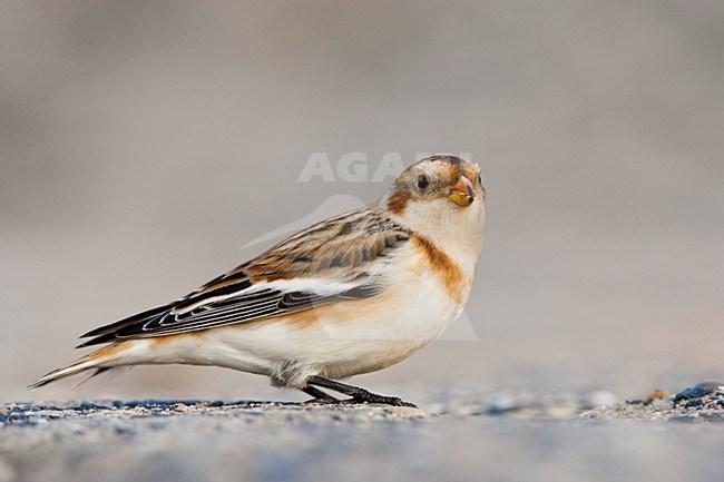 Sneeuwgors in winterkleed in Nederland, Snow Bunting in winterplumage in the Netherlands stock-image by Agami/Menno van Duijn,