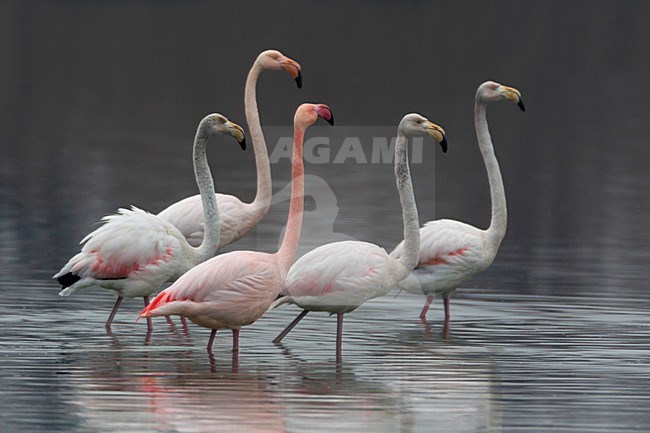 Groep Flamingo\'s; Group of Greater Flamingo stock-image by Agami/Daniele Occhiato,