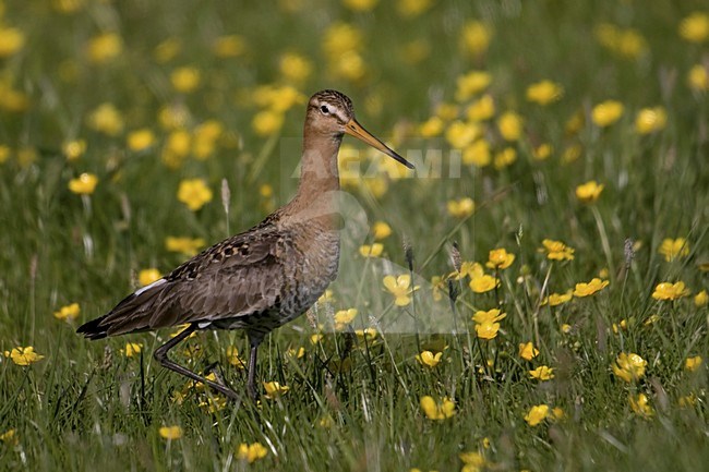 Mannetje Grutto in een veld; Male Black-tailed Godwit in a field stock-image by Agami/Han Bouwmeester,