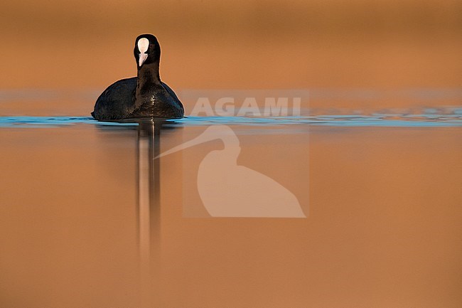 Eurasian Coot; Fulica atra stock-image by Agami/Daniele Occhiato,